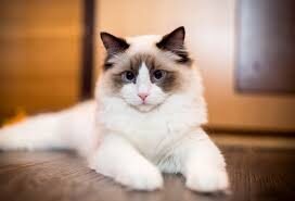 Ragdoll Kittens Health Care in Chicago: A Guide for Pet Owners