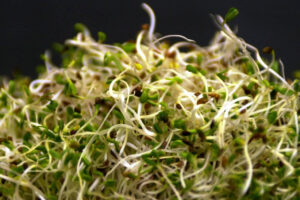 Alfalfa Sprouts Linked to Illnesses in 15 States, F.D.A. Says