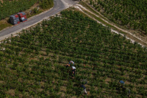 ‘We’ve Never Seen Anything Like It’: Early Harvest Rattles France’s Wine Industry