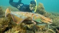 Australia usually hosts the world's biggest cuttlefish mating event - not this year