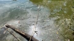 Fixing park pond would 'impact other services'