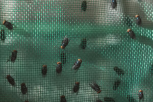 Inside the Fight Against a Flesh-Eating Fly in Mexico